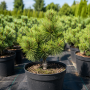 Сосна гірська Офір (Pinus mugo Ophir) 40 см, С5
