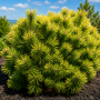 Сосна гірська Офір (Pinus mugo Ophir) 40 см, С5