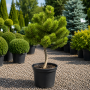 Сосна гірська Вінтер Голд (Pinus mugo Winter Gold) PA 40-50 см, С10