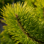 Сосна гірська Вінтер Голд (Pinus mugo Winter Gold) PA 40-50 см, С10