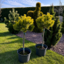 Сосна горная Винтер Голд (Pinus mugo Winter Gold) 60 см, С10