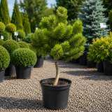 Сосна гірська Вінтер Голд (Pinus mugo Winter Gold) 60 см, С10