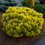 Сосна горная Винтер Голд (Pinus mugo Winter Gold) 60 см, С10