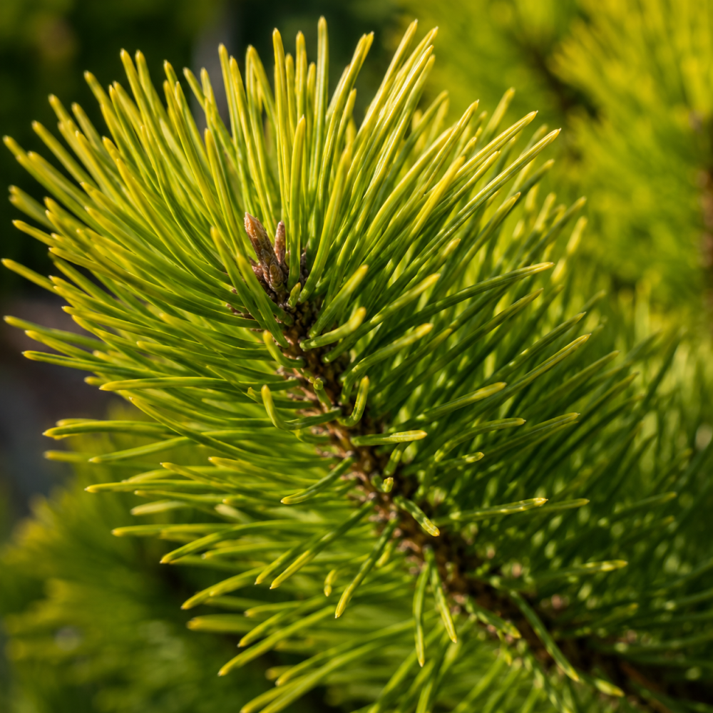 Сосна горная Винтер Голд (Pinus mugo Winter Gold) 60 см, С10