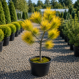 Сосна веймутова Шеггі Дог (Pinus strobus Shaggy Dog) 40 см, С5
