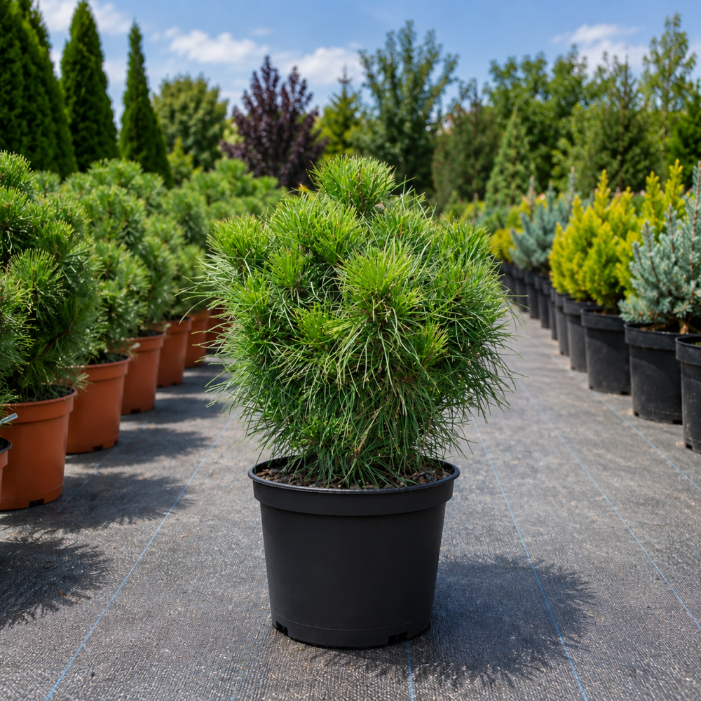 Сосна звичайна Хавері (Pinus sylvestris Xavery) 40 см, С5