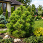 Сосна звичайна Хавері (Pinus sylvestris Xavery) 40 см, С5