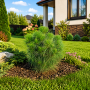 Сосна звичайна Хавері (Pinus sylvestris Xavery) 40 см, С5