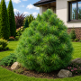 Сосна звичайна Хавері (Pinus sylvestris Xavery) 40 см, С5