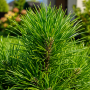 Сосна звичайна Хавері (Pinus sylvestris Xavery) 40 см, С5