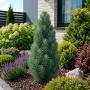 Сосна звичайна Фастігіата (Pinus sylvestris Fastigiata) 60 см, С5  