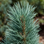 Сосна звичайна Фастігіата (Pinus sylvestris Fastigiata) 60 см, С5  