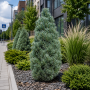 Сосна звичайна Фастігіата (Pinus sylvestris Fastigiata) 60 см, С5  