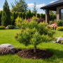 Сосна звичайна Троллгулд (Pinus sylvestris Trollguld) 30 см, С5