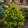 Сосна звичайна Троллгулд (Pinus sylvestris Trollguld) 30 см, С5