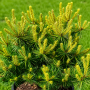Сосна звичайна Троллгулд (Pinus sylvestris Trollguld) 30 см, С5