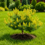 Сосна звичайна Троллгулд (Pinus sylvestris Trollguld) 30 см, С5