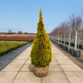 Туя западная Голден Изумруд (Thuja occidentalis Golden Smaragd) 100 см, WRB Туя западная Голден Изумруд (Thuja occidentalis Golden Smaragd) 100 см, WRB