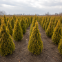 Туя західна Голден Смарагд (Thuja occidentalis Golden Smaragd) 100 см, WRB