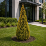 Туя західна Голден Смарагд (Thuja occidentalis Golden Smaragd) 100 см, WRB