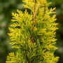 Туя західна Голден Смарагд (Thuja occidentalis Golden Smaragd) 120 см, WRB