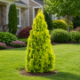 Туя західна Голден Смарагд (Thuja occidentalis Golden Smaragd) 160 см, WRB