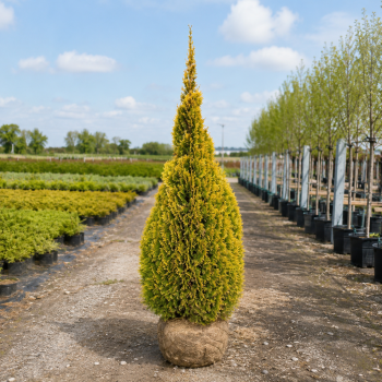 Туя западная Голден Изумруд (Thuja occidentalis Golden Smaragd) 180 см, WRB Туя западная Голден Изумруд (Thuja occidentalis Golden Smaragd) 180 см, WRB