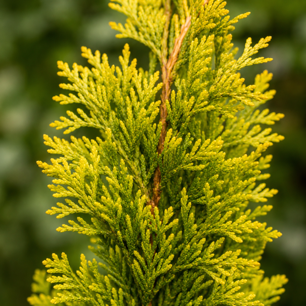 Туя західна Голден Смарагд (Thuja occidentalis Golden Smaragd) 180 см, WRB