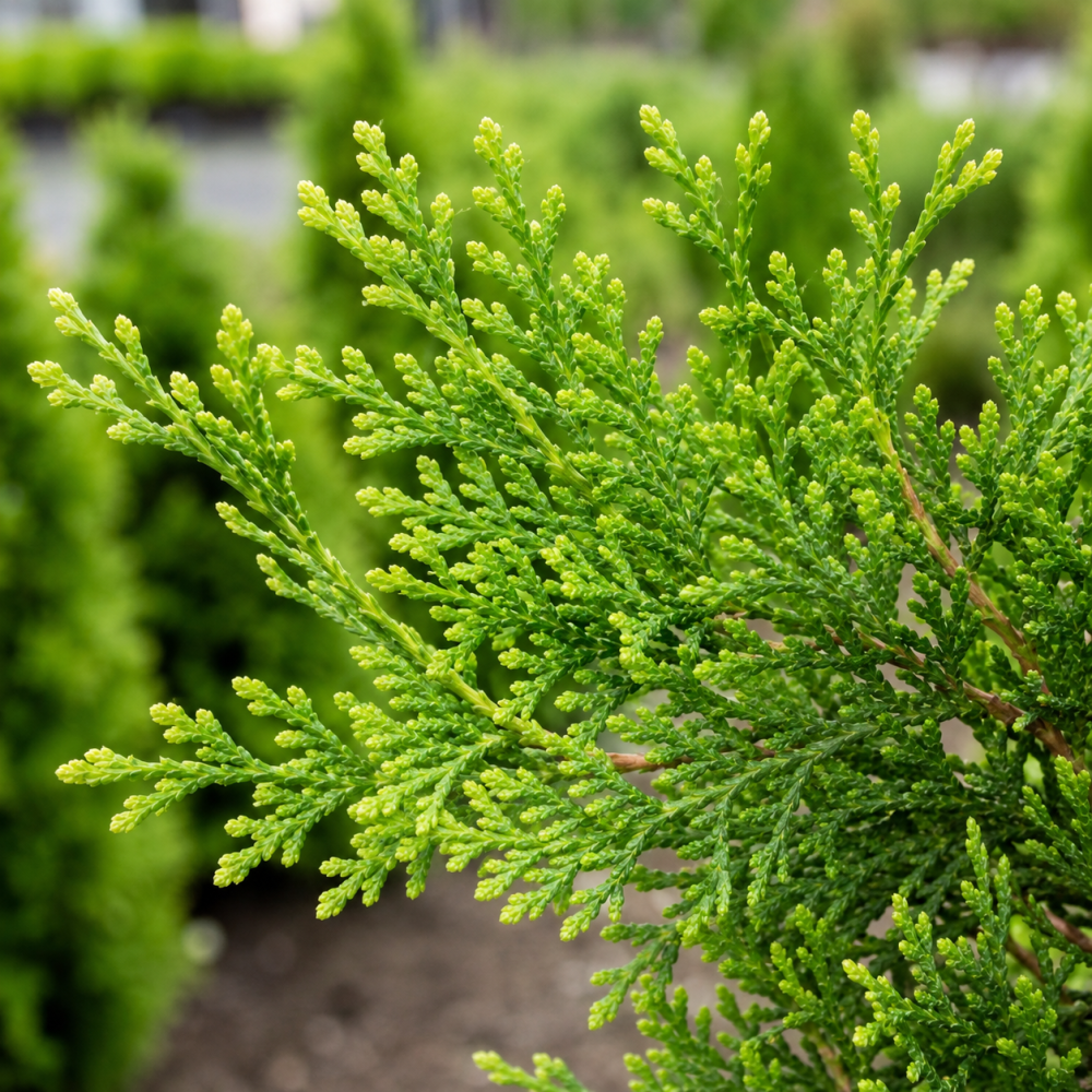 Туя західна Голден Смарагд (Thuja occidentalis Golden Smaragd) 180 см, WRB