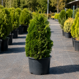 Туя західна Холмструп (Thuja occidentalis Holmstrup) 160 см, WRB