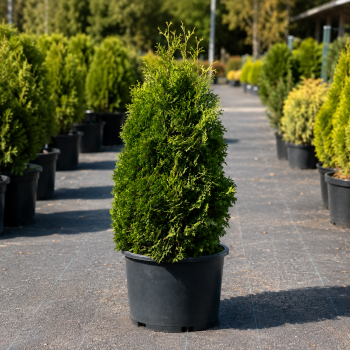 Туя западная Холмструп (Thuja occidentalis Holmstrup) 160 см, WRB Туя западная Холмструп (Thuja occidentalis Holmstrup) 160 см, WRB