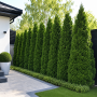Туя західна Холмструп (Thuja occidentalis Holmstrup) 180 см, WRB