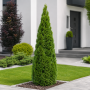 Туя західна Холмструп (Thuja occidentalis Holmstrup) 180 см, WRB