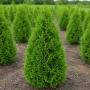 Туя західна Холмструп (Thuja occidentalis Holmstrup) 200 см, WRB