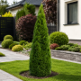 Туя західна Холмструп (Thuja occidentalis Holmstrup) 200 см, WRB