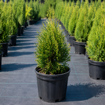 Туя западная Изумруд Вариегата (Thuja occidentalis Smaragd Variegata) 160 см, WRB Туя западная Изумруд Вариегата (Thuja occidentalis Smaragd Variegata) 160 см, WRB