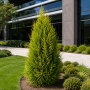Туя західна Смарагд Варієгата (Thuja occidentalis Smaragd Variegata) 160 см, WRB