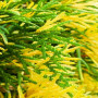 Туя західна Смарагд Варієгата (Thuja occidentalis Smaragd Variegata) 160 см, WRB