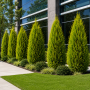 Туя західна Смарагд Варієгата (Thuja occidentalis Smaragd Variegata) 160 см, WRB