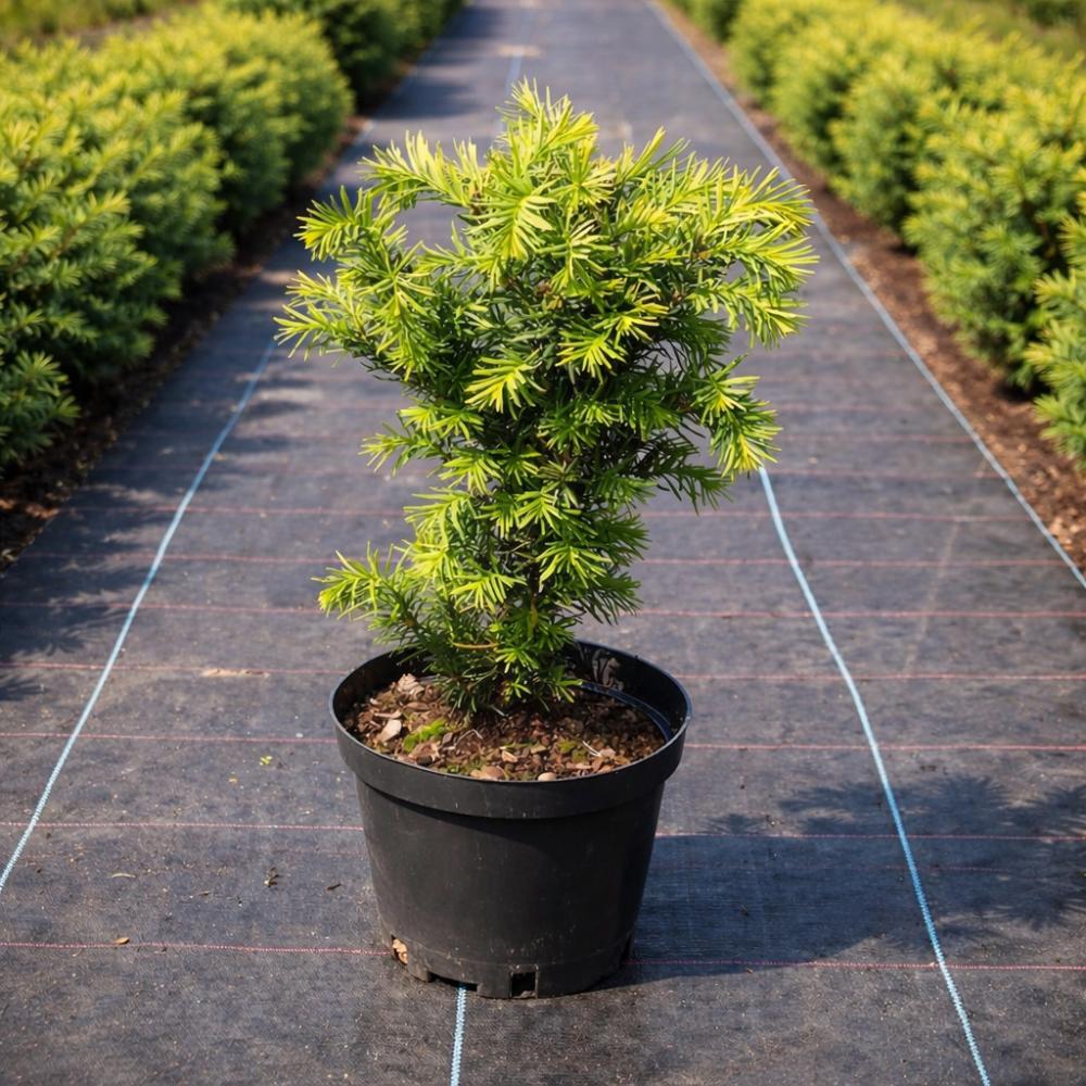 Тис середній Фармен (Taxus media Farmen) 30 см, С3