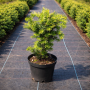 Тис середній Фармен (Taxus media Farmen) 30 см, С3