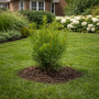 Тис середній Фармен (Taxus media Farmen) 30 см, С3