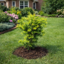 Тис середній Фармен (Taxus media Farmen) 30 см, С3