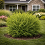 Тис середній Фармен (Taxus media Farmen) 30 см, С3