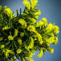 Тис середній Фармен (Taxus media Farmen) 30 см, С3