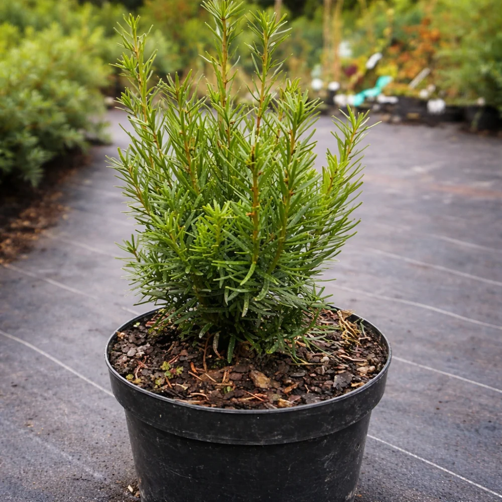 Тис середній Фармен (Taxus media Farmen) 30 см, С3