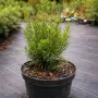 Тис середній Фармен (Taxus media Farmen) 30 см, С3
