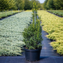 Тис середній Хіксі (Taxus media Hicksii) 40 см, С3