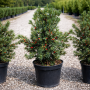 Тис середній Хіксі (Taxus media Hicksii) 40 см, С3