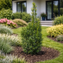 Тис середній Хіксі (Taxus media Hicksii) 40 см, С3